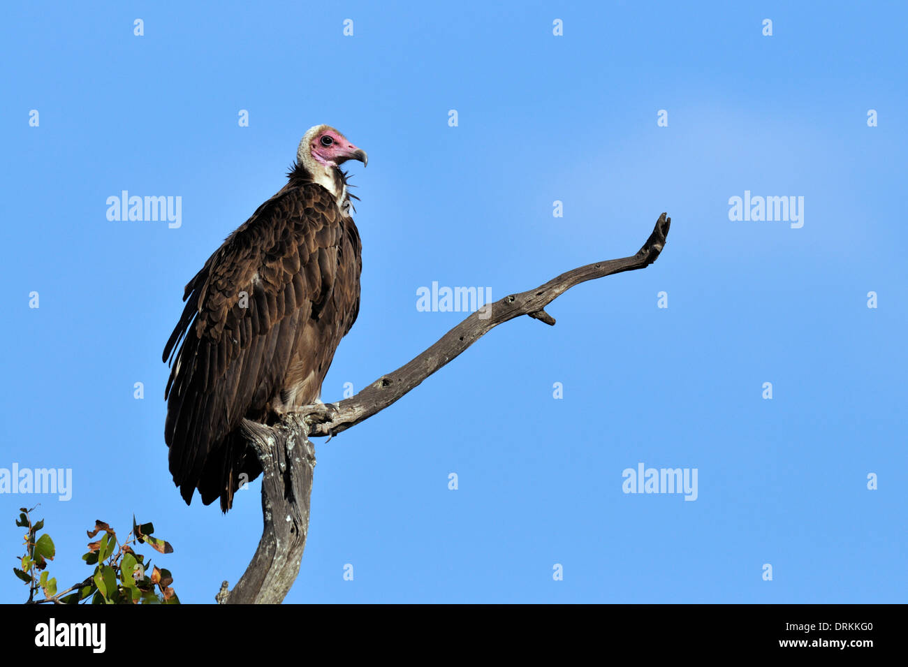 Hooded vulture (Necrosyrtes monachus), Kruger National Park, South Africo Banque D'Images