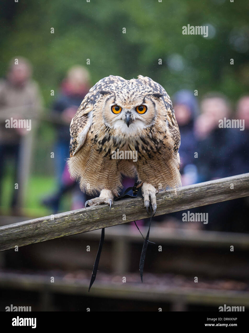 Un hibou Grand-duc se prépare à entrer à l'aile lors d'un spectacle de fauconnerie à Blair Drummond Safari Park, l'Écosse. Banque D'Images