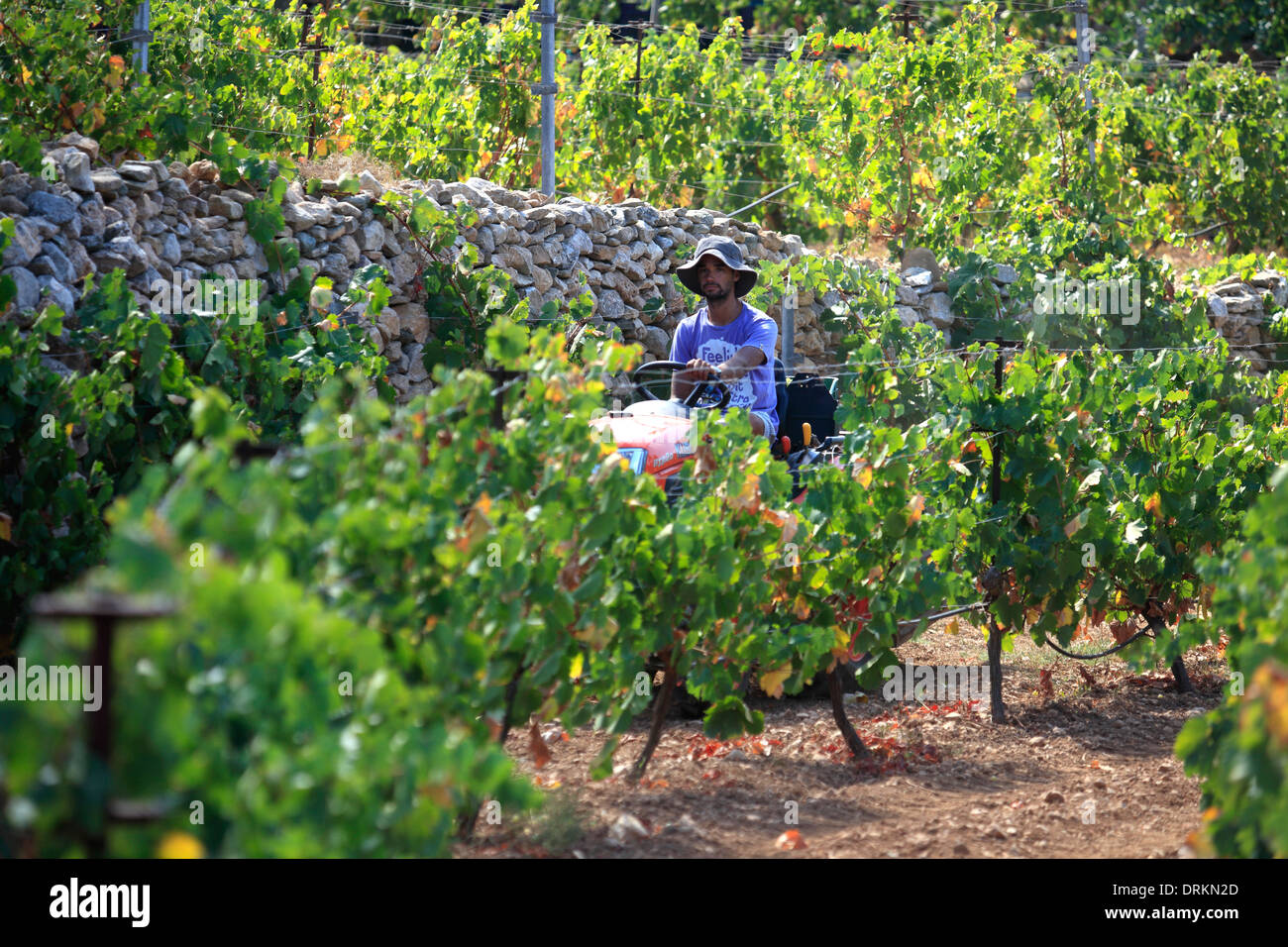 Grèce cyclades sikinos by Manalis winery 2014 vendanges Banque D'Images