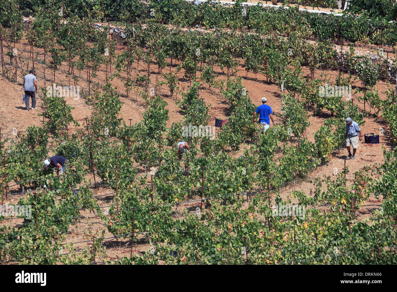 Grèce cyclades sikinos by Manalis winery 2014 vendanges Banque D'Images