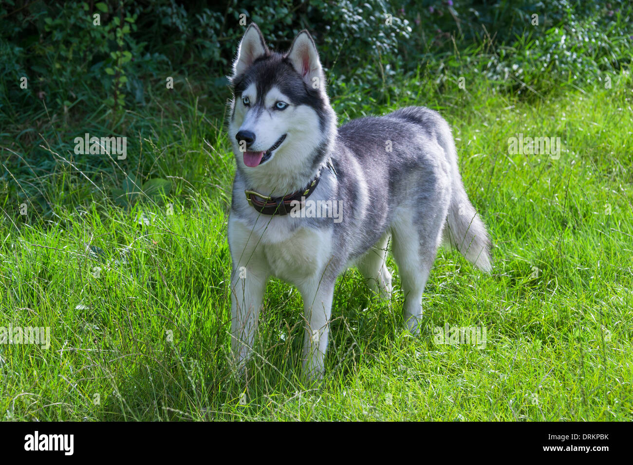 Portrait de chien husky de Sibérie Banque D'Images