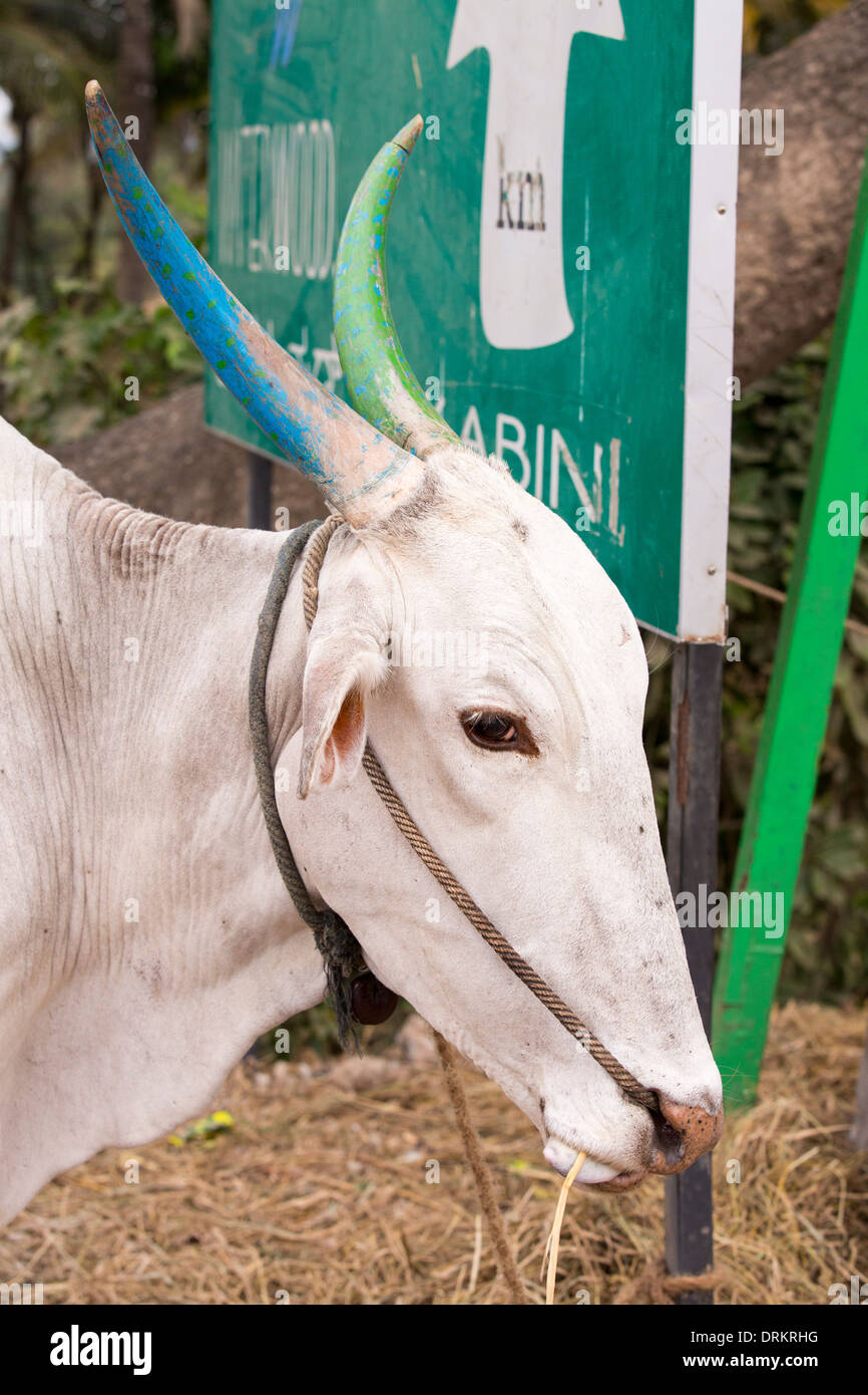 Blue cow of india Banque de photographies et d'images à haute résolution -  Alamy