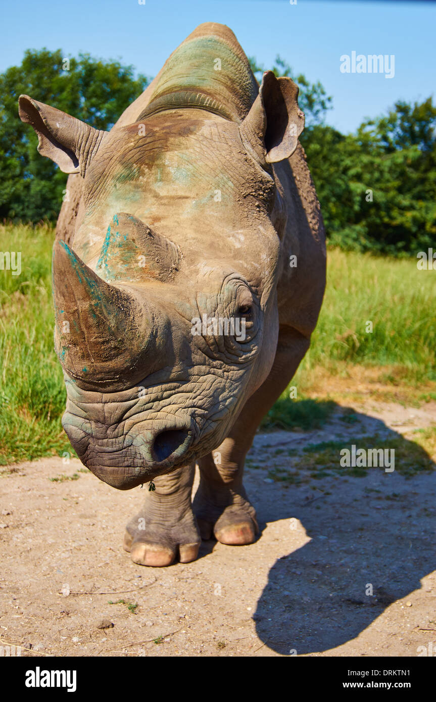 Beau portrait d'un rhinocéros noir. Banque D'Images