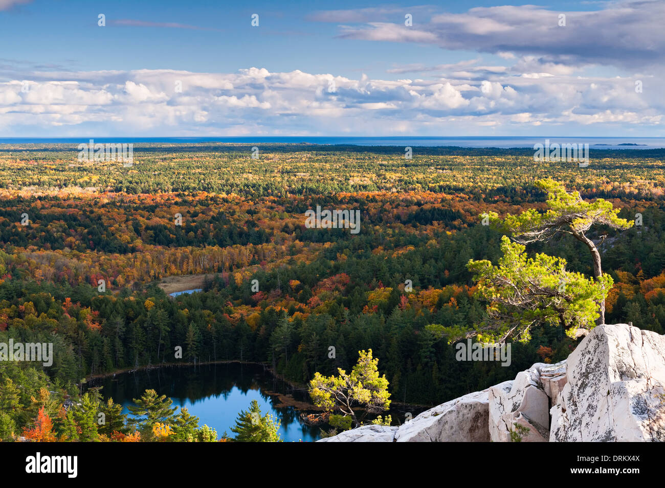 Un arbre de pin balayé par le seul au sommet d'un éperon rocheux à la 'crack' à Killarney Provincial Park, Ontario, Canada. Banque D'Images