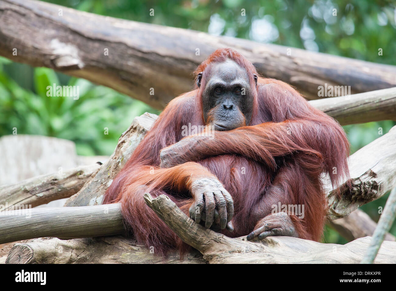 Orang-outan de Sumatra et a fixer Séance Banque D'Images