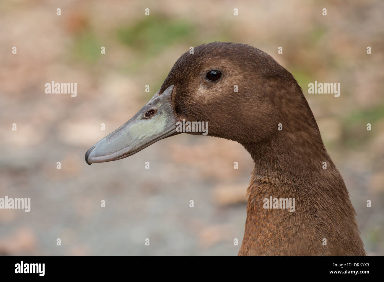 Head shot d'un beau brun avec un canard nature fond flou. Banque D'Images Head shot d'un beau brun avec un canard nature fond flou. Banque D'Images