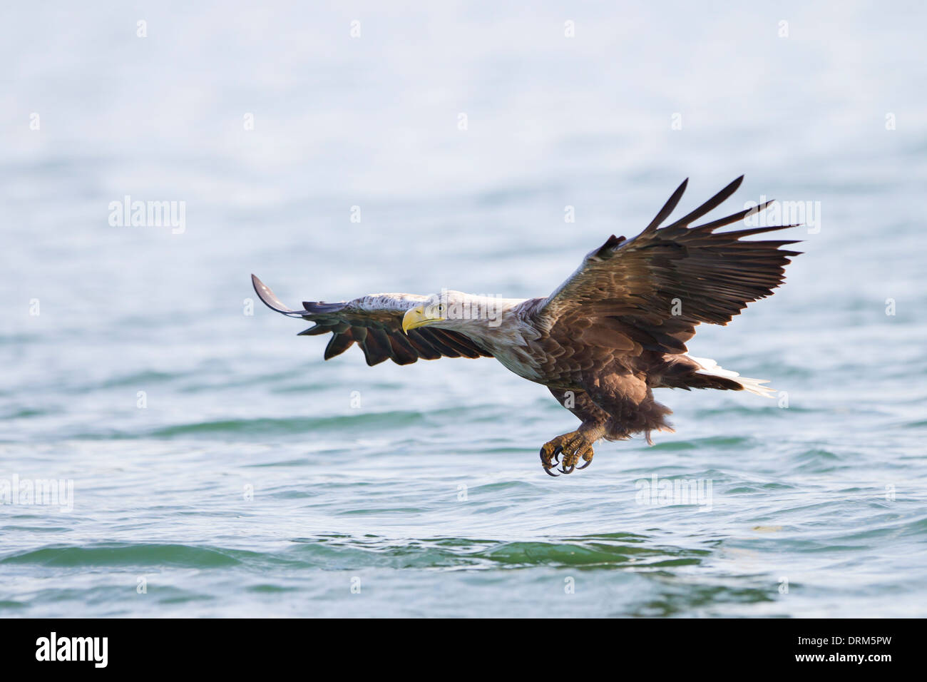 Haliaeetus albicilla cerf Seeadler Sea Eagle Banque D'Images