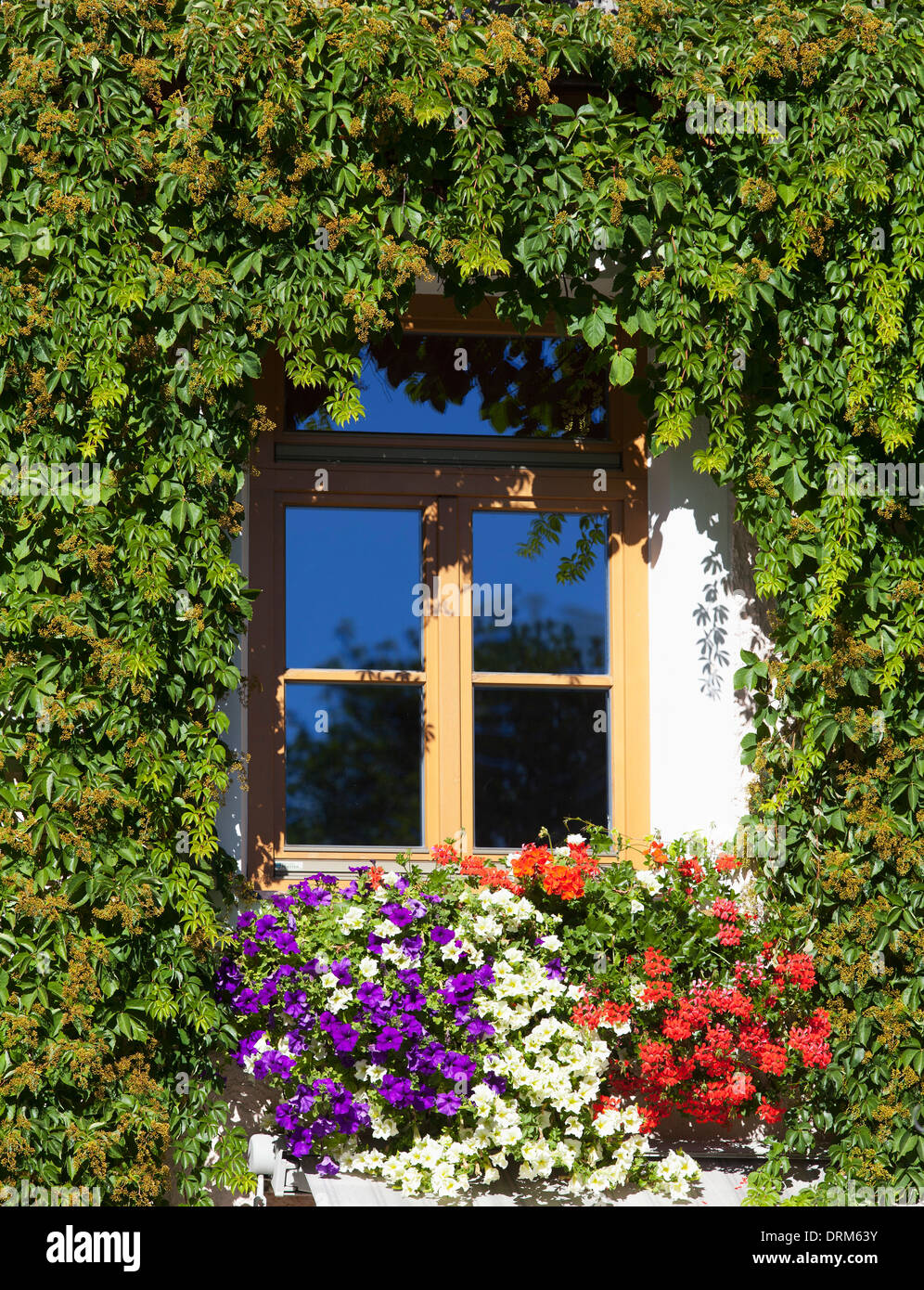 L'Italie, le Tyrol du Sud, San Candido, de fleurs et de lierre sur house Banque D'Images