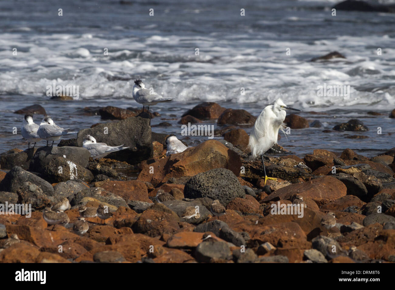 L'aigrette garzette et sternes Sandwich par mer au repos Banque D'Images