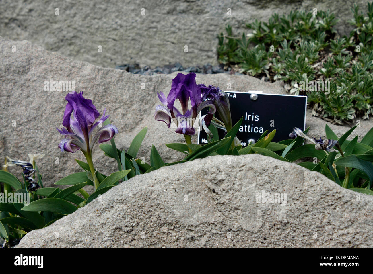 L'attique de l'iris sur une rocaille. Banque D'Images