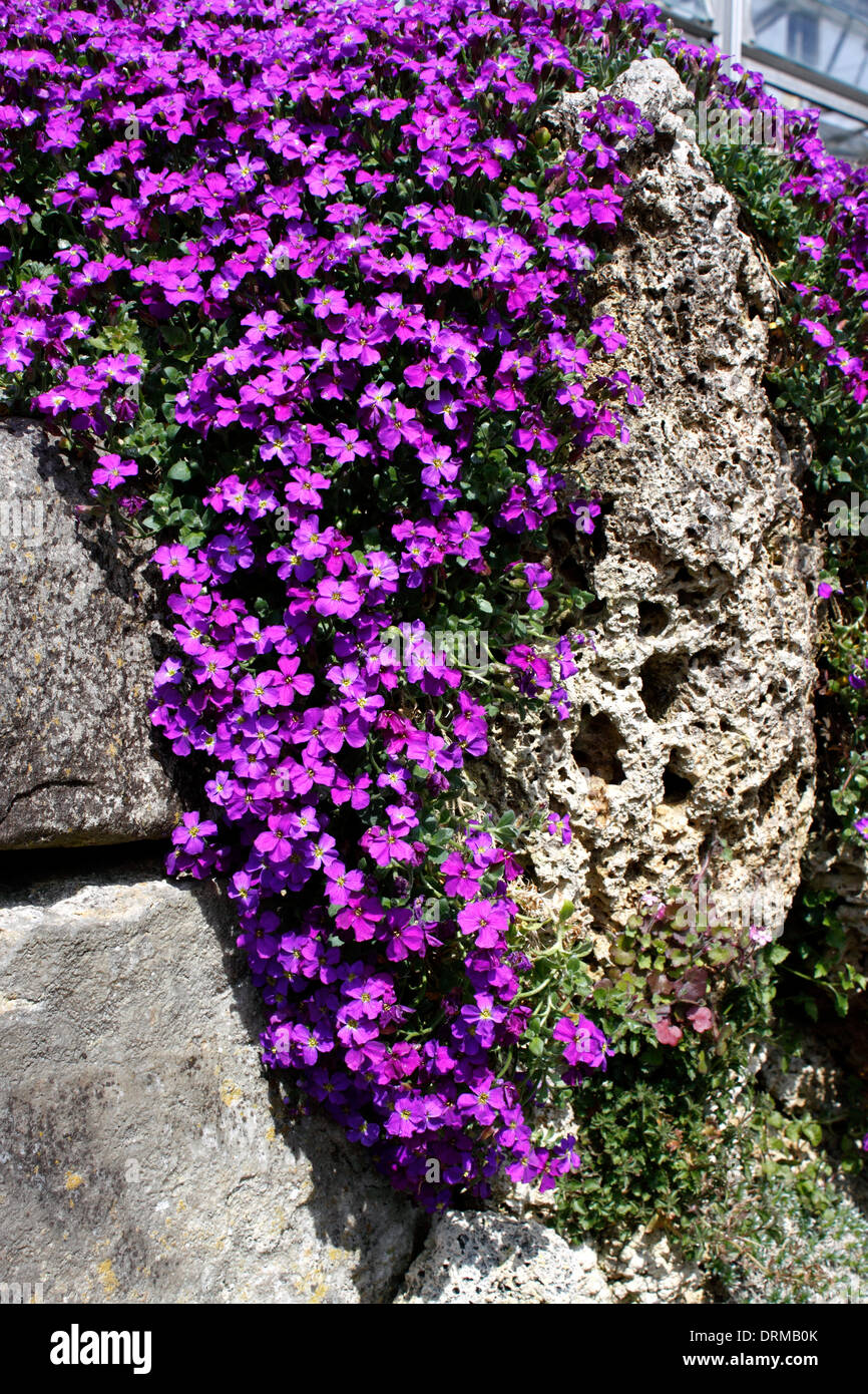 AUBRIETA. AUBRETIA. Banque D'Images