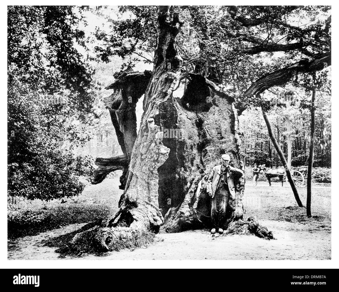 Robin Hood's Oak, la forêt de Sherwood la forêt royale dans le Nottinghamshire photographié vers 1910 Banque D'Images