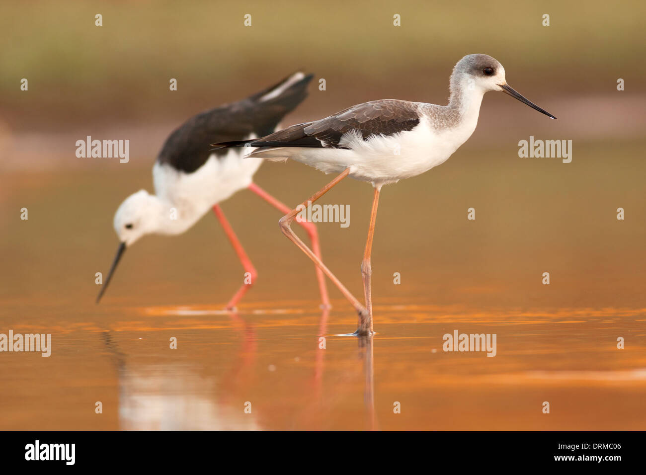 Mâle (à gauche) et femelle (à droite) Black-winged Stilt (Himantopus himantopus) pataugeant dans l'eau photographié en Israël en Septembre Banque D'Images