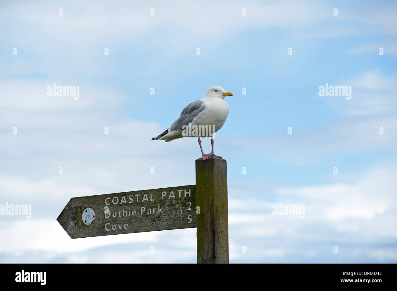 Goéland argenté sur un sentier côtier signpost, Aberdeenshire Banque D'Images