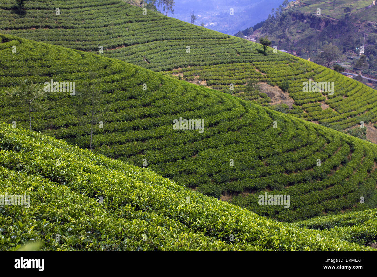 Sri Lanka tea garden montagne Banque D'Images