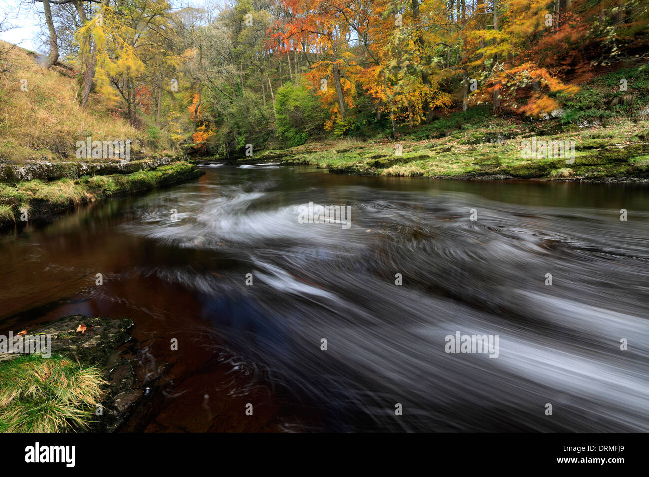 L'automne, de la rivière Ribble, Yorkshire Dales National Park, England, UK Banque D'Images