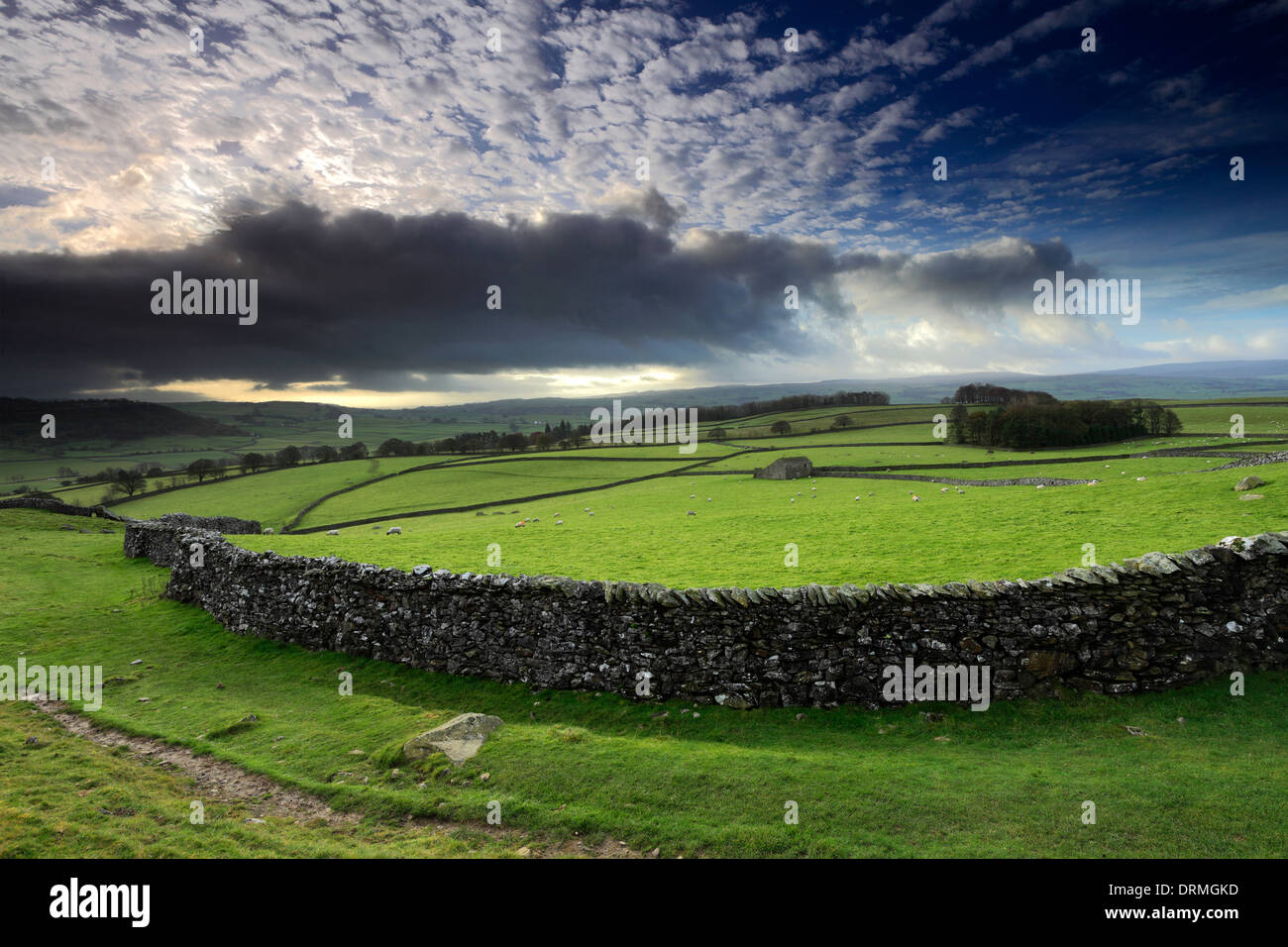 Thwaite Moor près du village de Austwick, Yorkshire Dales National Park, England, UK Banque D'Images