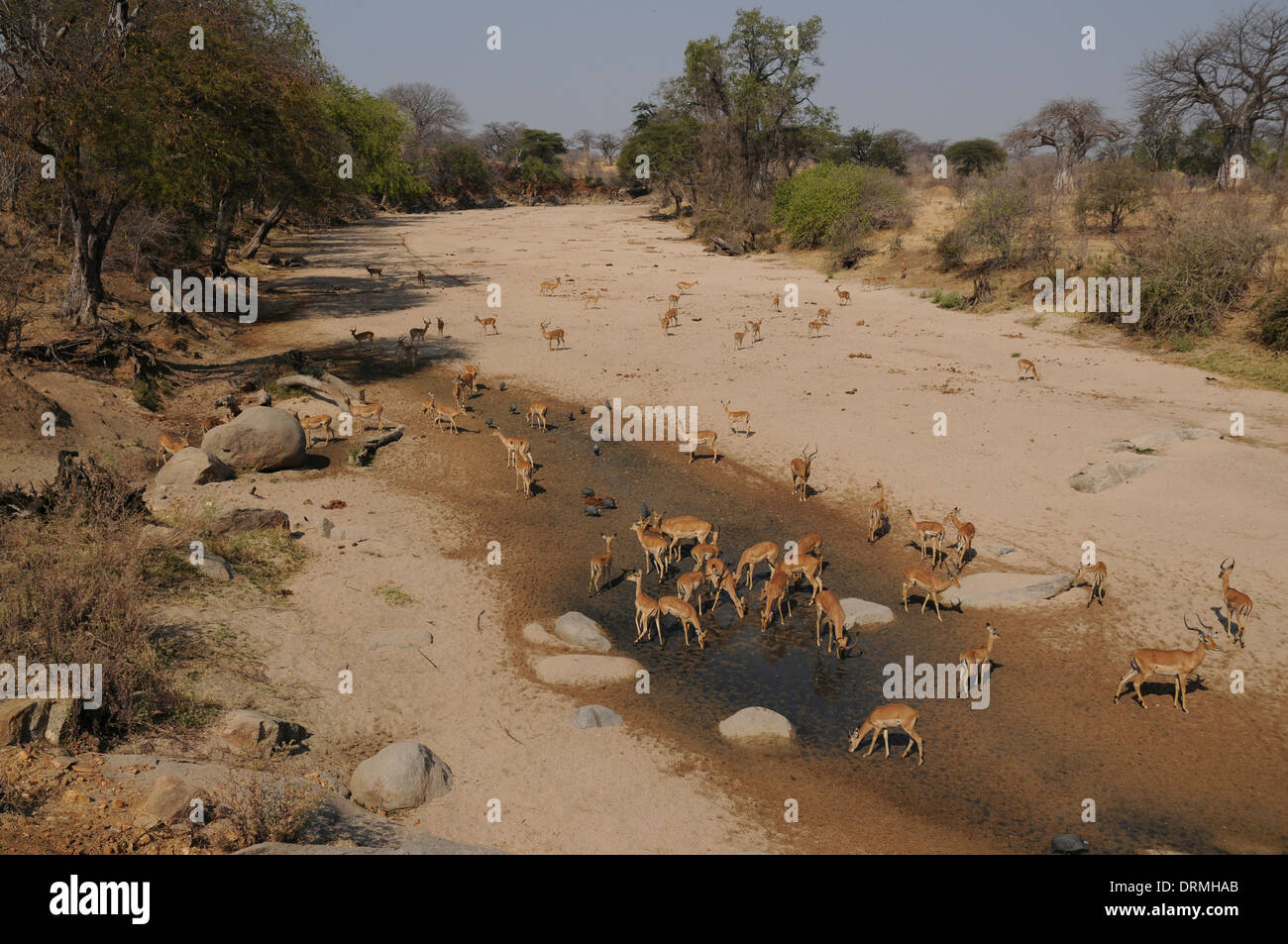 Point d'eau en saison sèche, le Ruaha National Park, en Tanzanie, avec impala et pintade de Numidie Banque D'Images