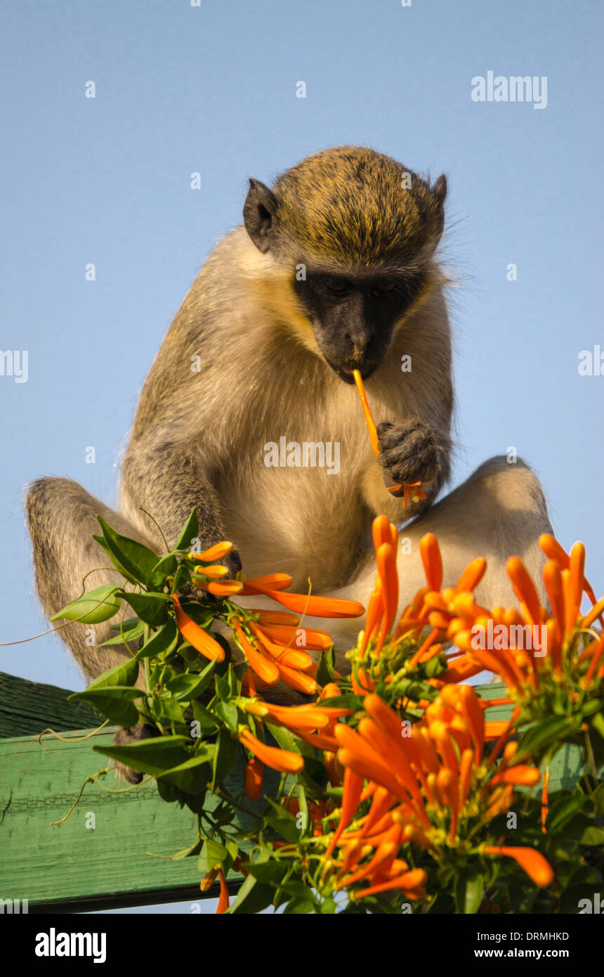 Singe vert se nourrit de grimpeur trompette Orange de l'Afrique de l'ouest Gambie Kololi Banque D'Images
