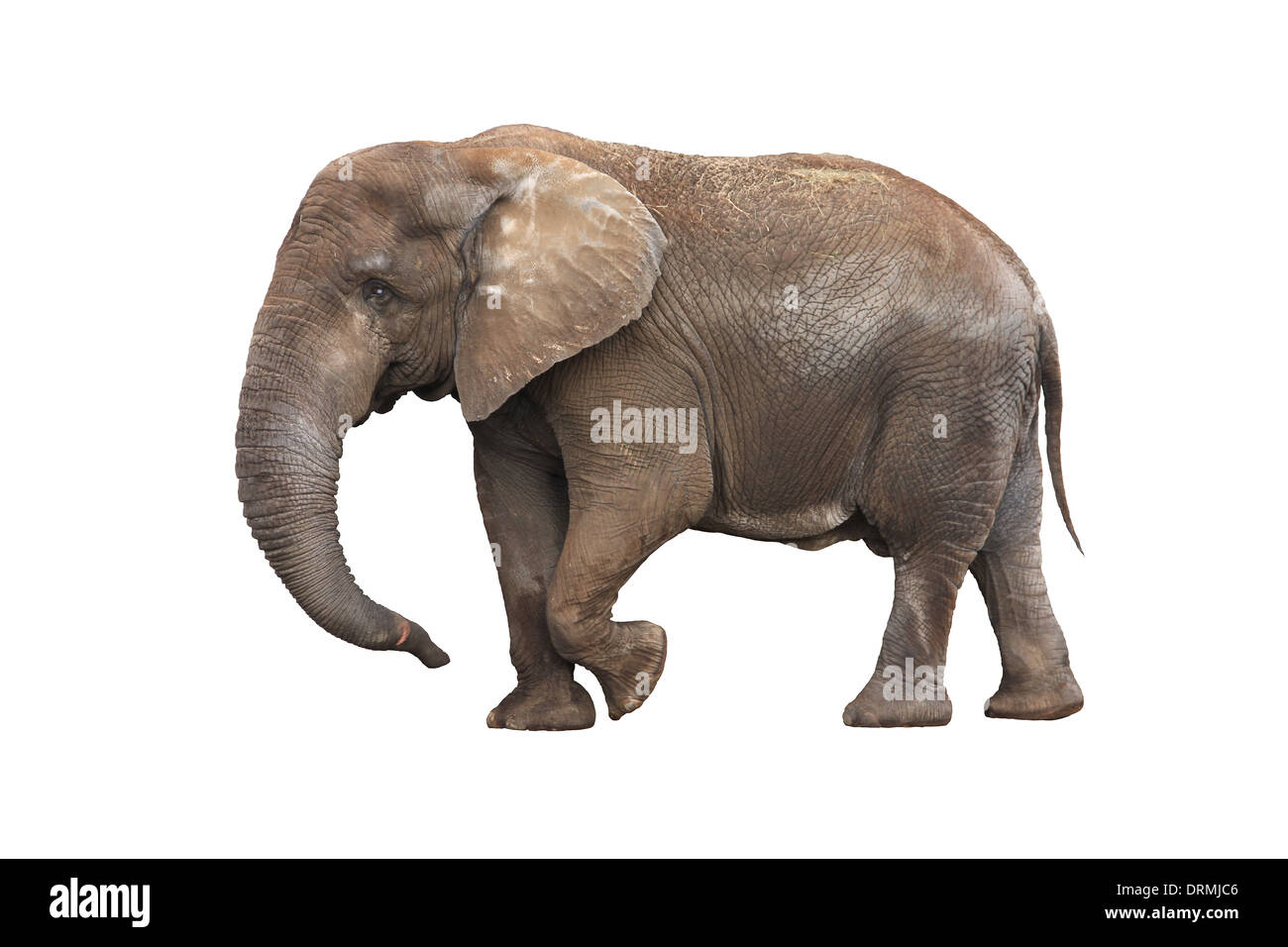 Elephant isolé sur fond blanc Banque D'Images