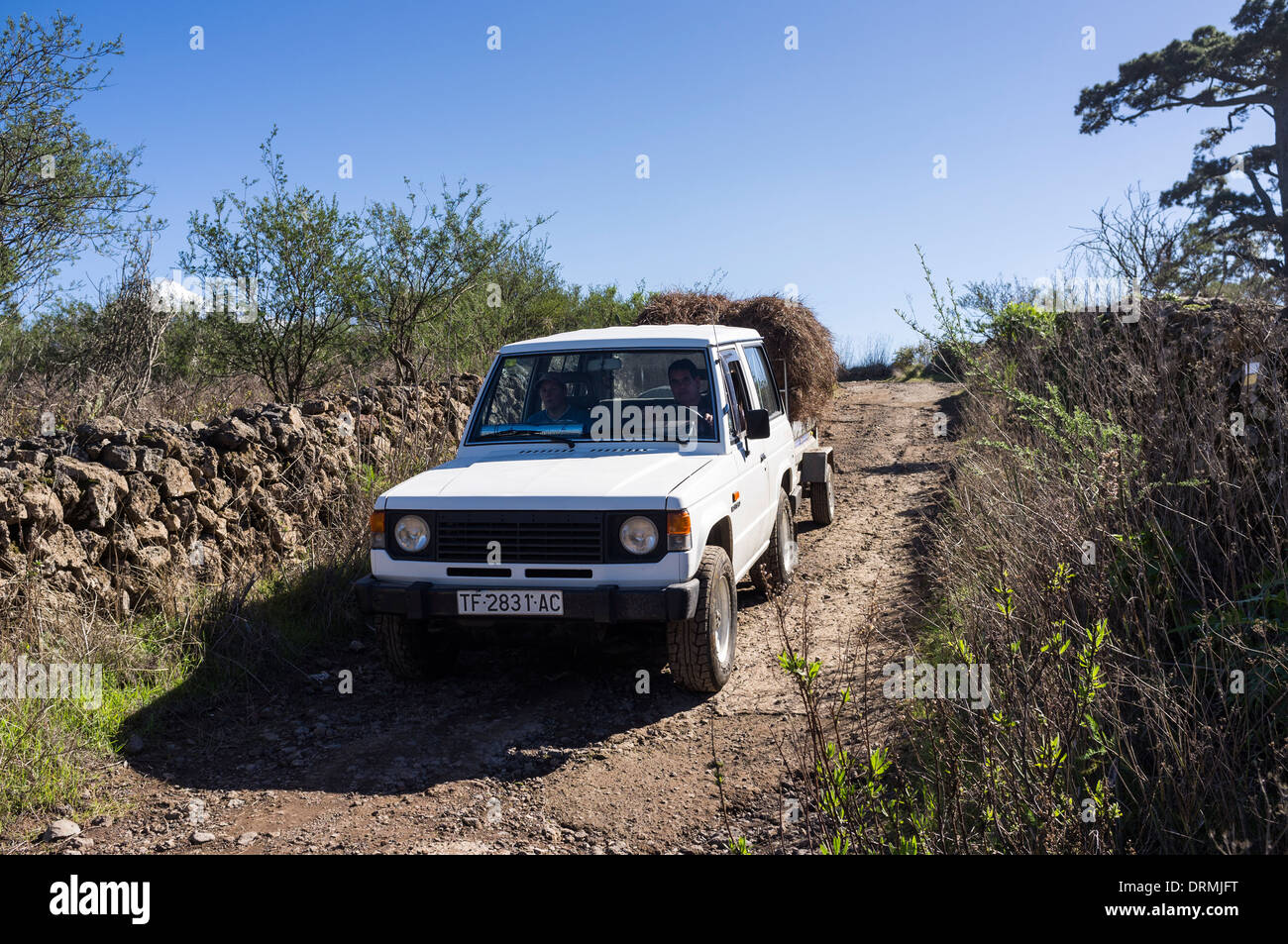 Montero Nissan avec charge de la remorque d'aiguilles de pin, recueillies pour la litière des animaux à Santiago del Teide, Tenerife, Canaries. Banque D'Images