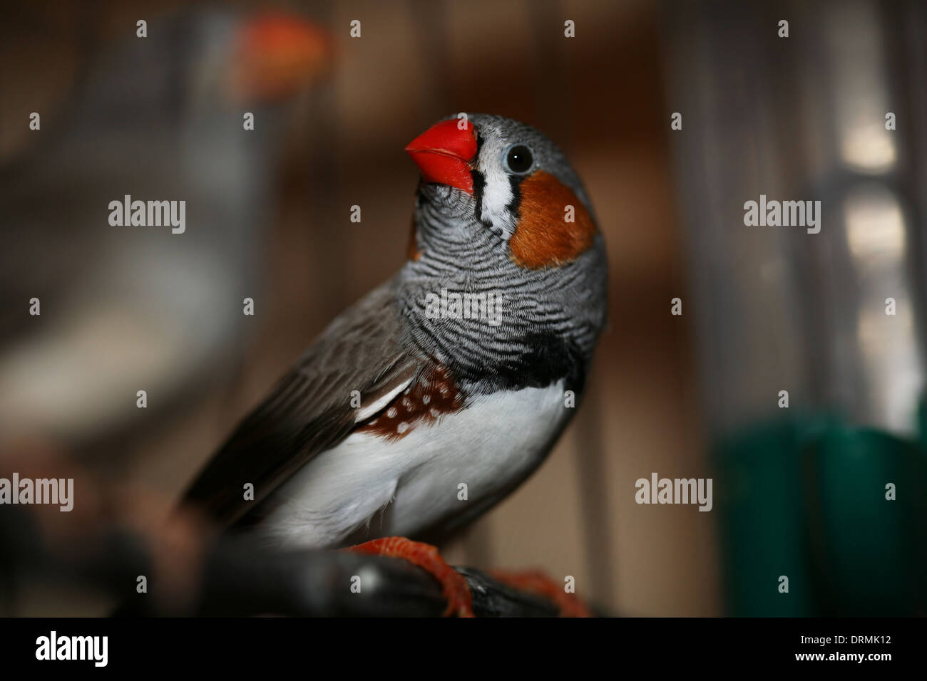 Finch oiseaux Banque D'Images