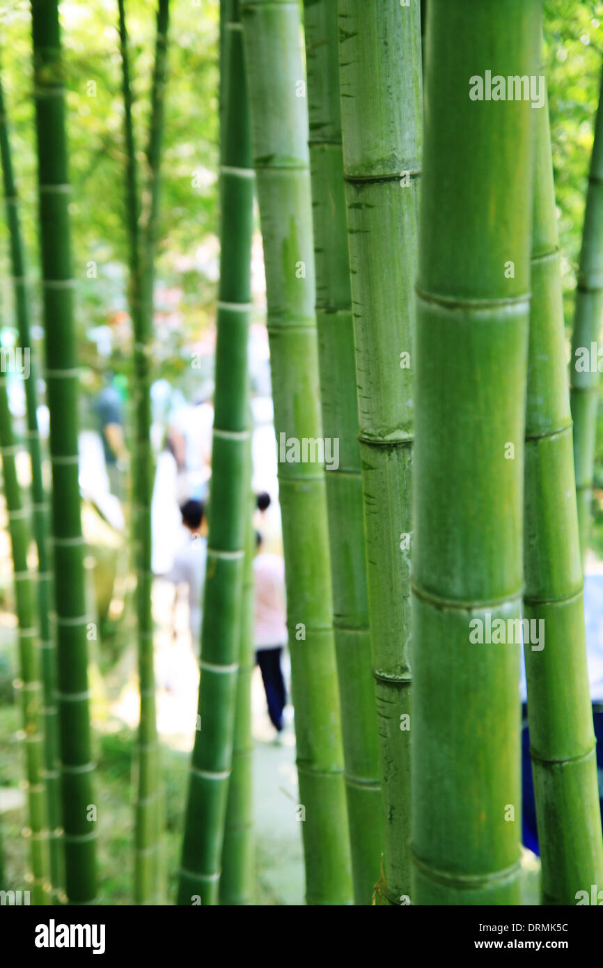 Forêt de bambou Banque D'Images