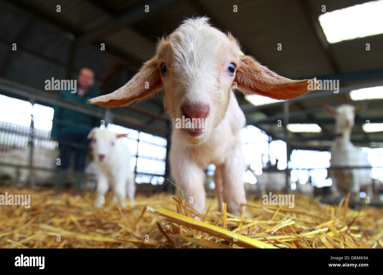 Le Staffordshire Au Royaume Uni 12e Mars 12 Les Enfants Nouveau Ne C Est La Premiere Annee Les Britanniques Ne Boit Plus De Deux Millions De Litres De Lait De Chevre Et De L Agriculteur Qui