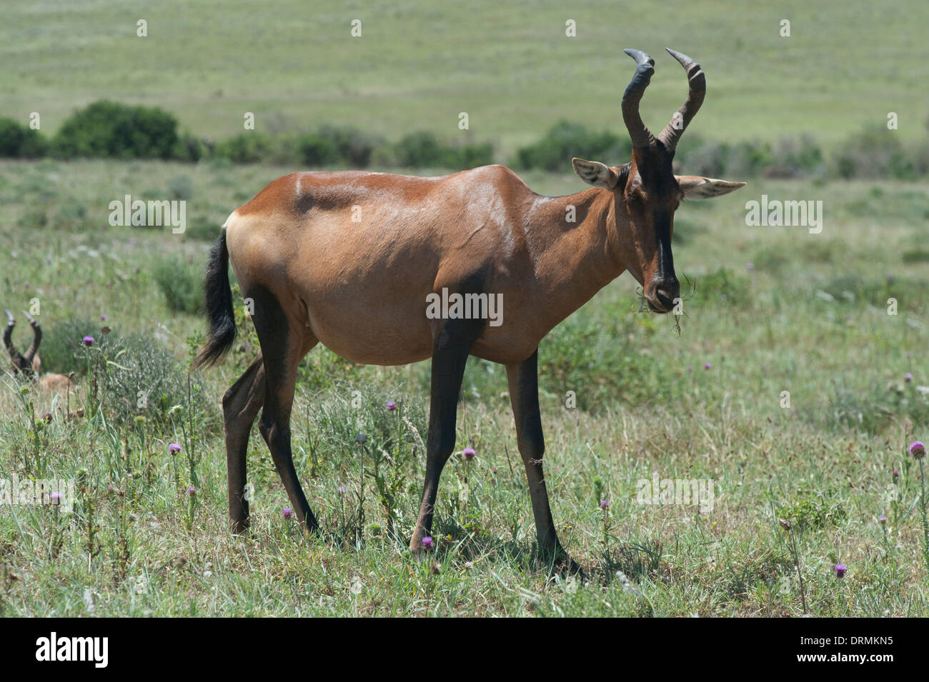 (Alcelaphus buselaphus bubale rouge caama) Addo Elephant National Park, Eastern Cape, Afrique du Sud Banque D'Images