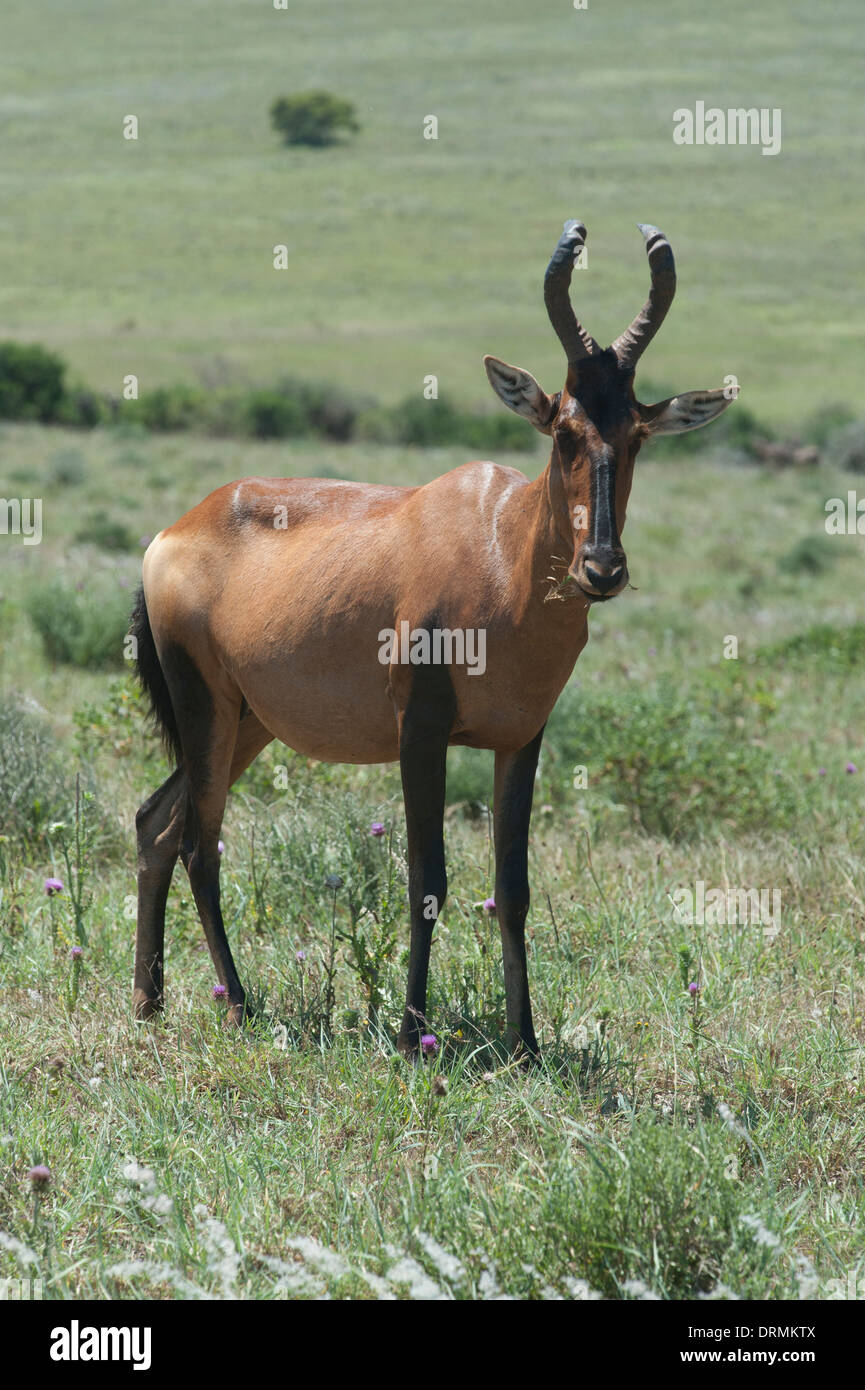 (Alcelaphus buselaphus bubale rouge caama) Addo Elephant National Park, Eastern Cape, Afrique du Sud Banque D'Images