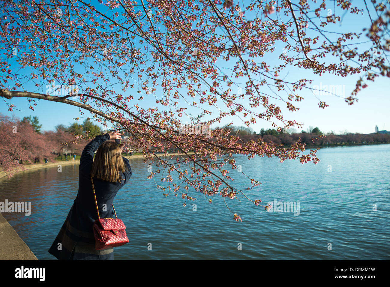 WASHINGTON DC, USA - La floraison de près de 1 700 cerisiers en fleurs autour du bassin, dont certains sont vieux de plus d'un siècle, est un événement annuel à Washington's spring et réunit des centaines de milliers de touristes à la ville. Banque D'Images