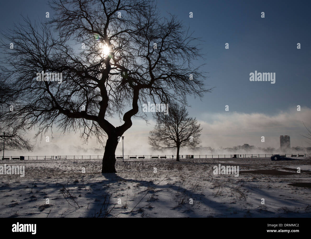 Detroit, Michigan - un arbre dans le parc Riverside sur un froid matin d'hiver. Banque D'Images