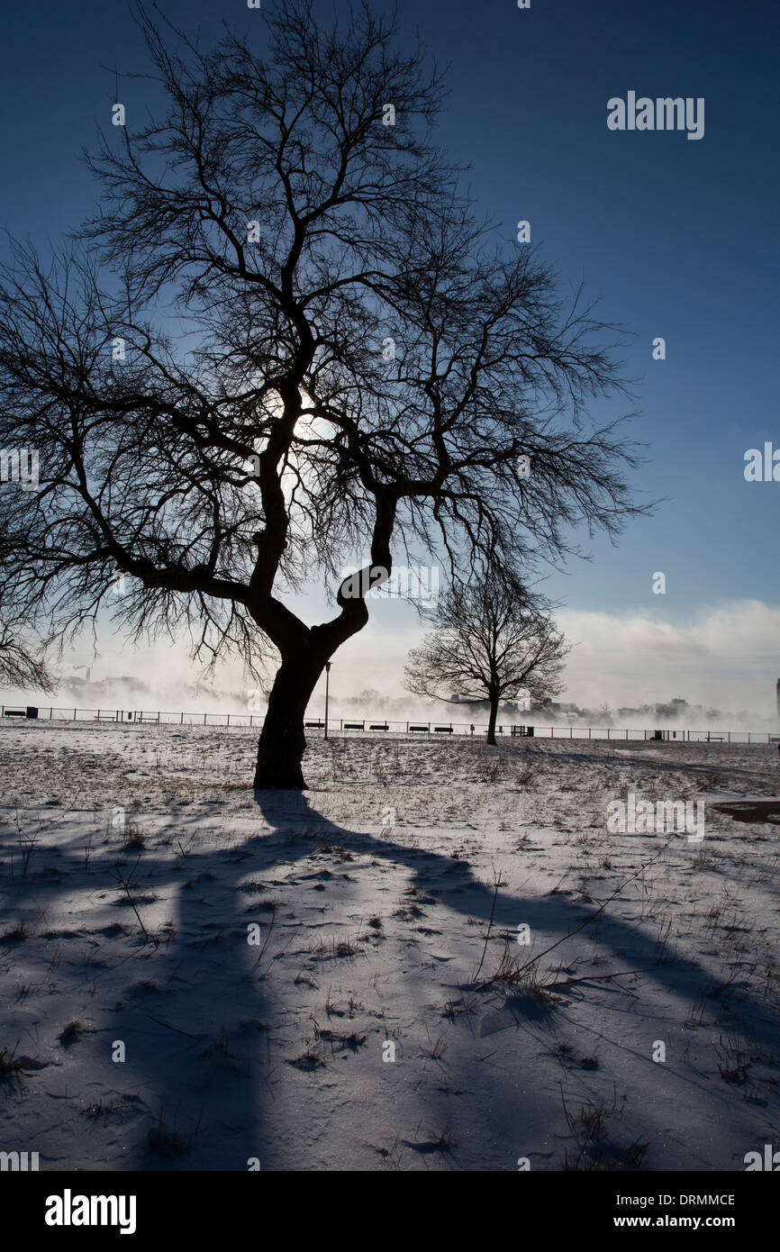 Detroit, Michigan - un arbre dans le parc Riverside sur un froid matin d'hiver. Banque D'Images