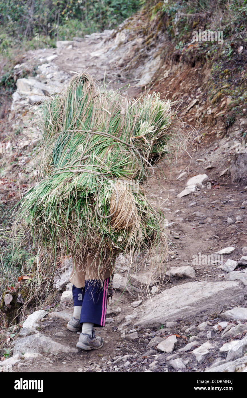 Une Népalaise femme transportant une énorme charge d'herbe coupée Banque D'Images