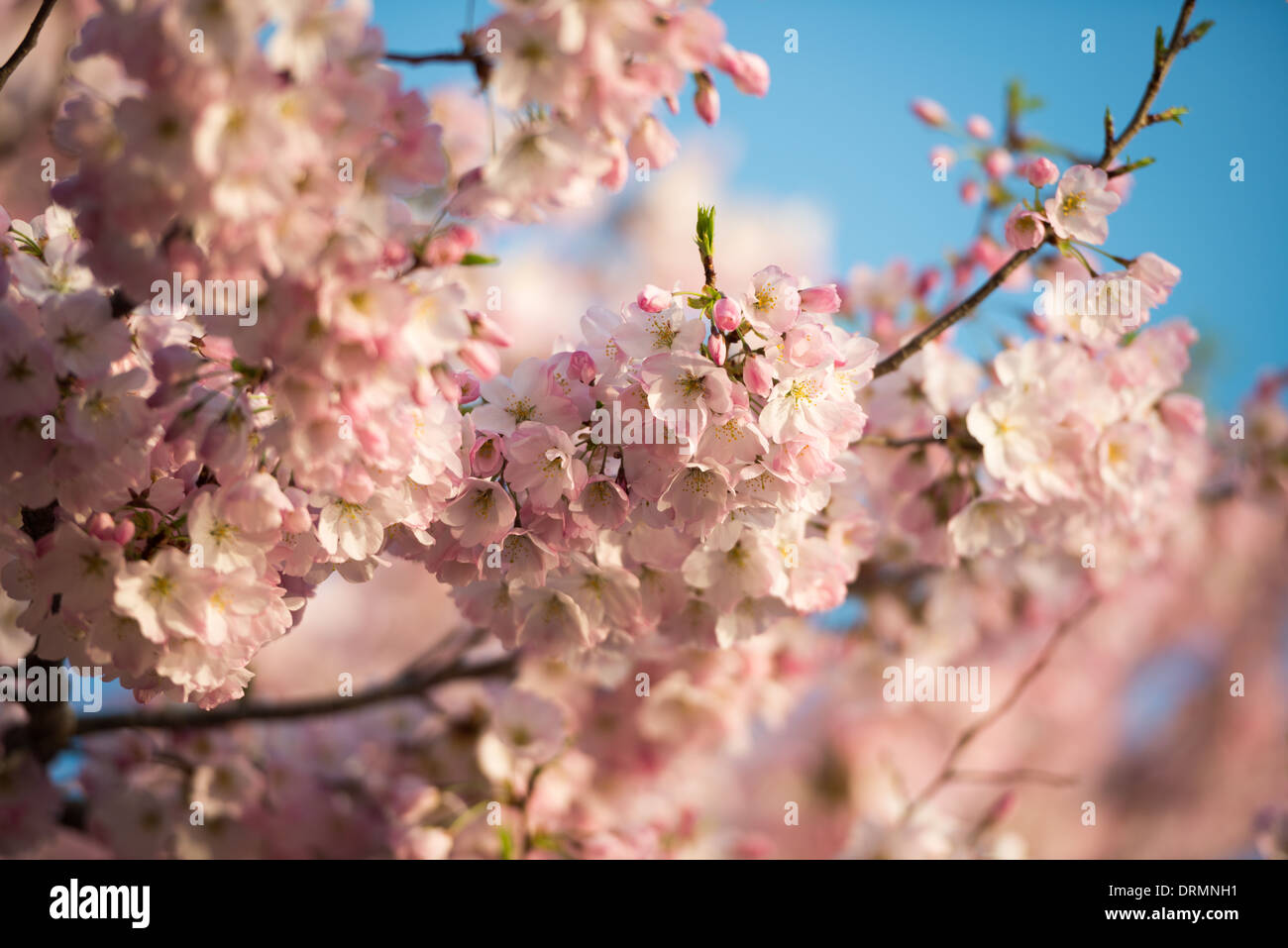 WASHINGTON DC, USA - La floraison de près de 1 700 cerisiers en fleurs autour du bassin, dont certains sont vieux de plus d'un siècle, est un événement annuel à Washington's spring et réunit des centaines de milliers de touristes à la ville. Banque D'Images