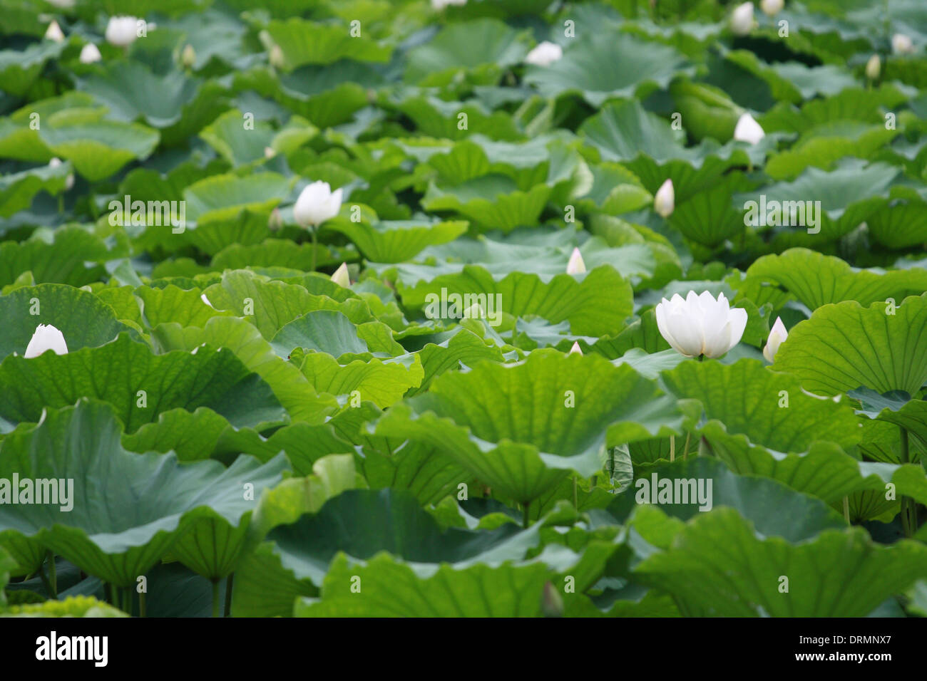 Étang de lotus Banque D'Images