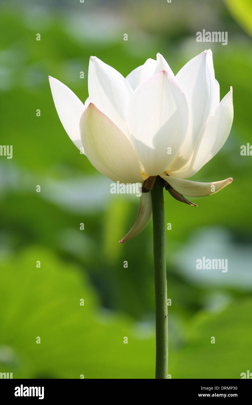 lotus blanc Banque D'Images