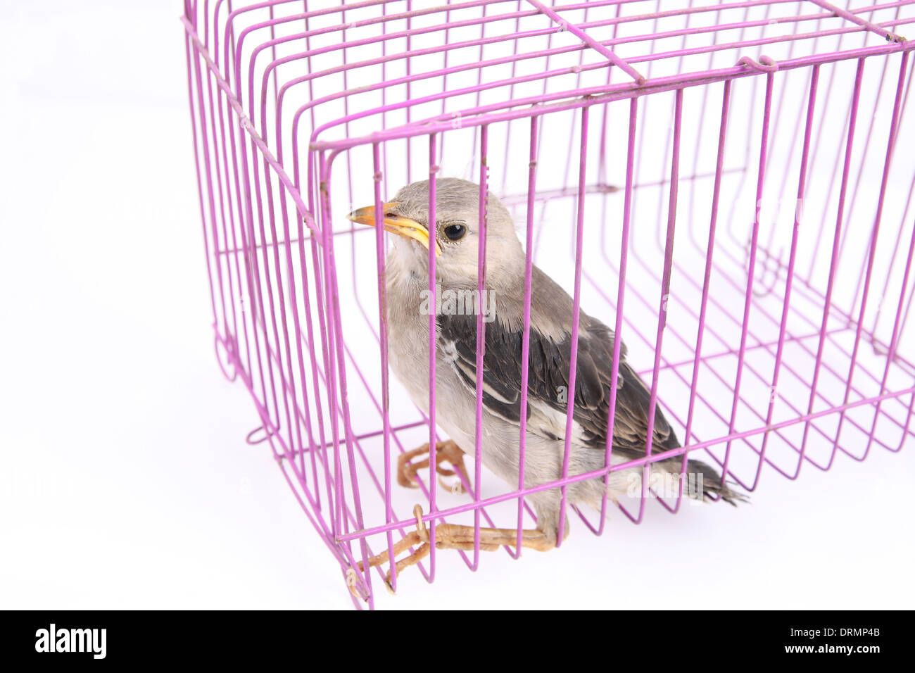 oiseau en cage Banque D'Images