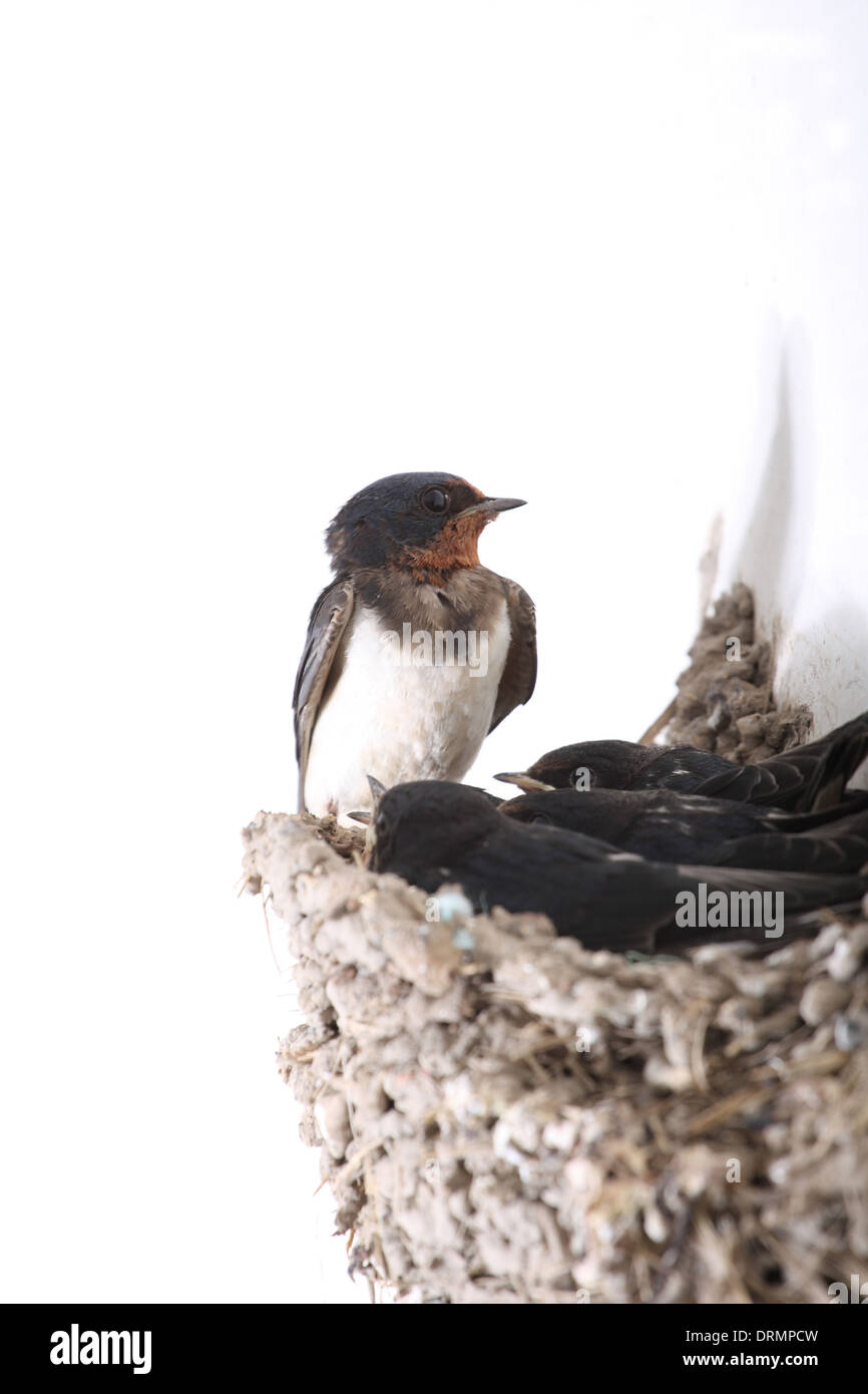 Swallow (Hirundo rustica) Banque D'Images