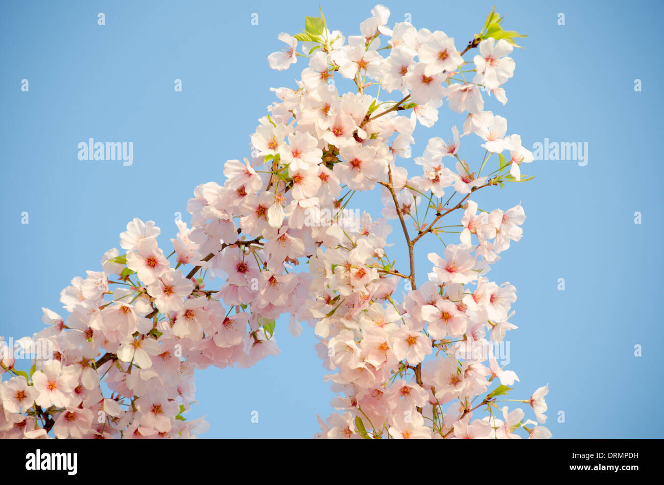 WASHINGTON DC — Un gros plan montre des cerisiers en fleurs le long du Tidal Basin contre un ciel dégagé. Ces arbres à fleurs, un cadeau du Japon en 1912, sont célébrés chaque printemps lors du festival national des cerisiers en fleurs. Banque D'Images