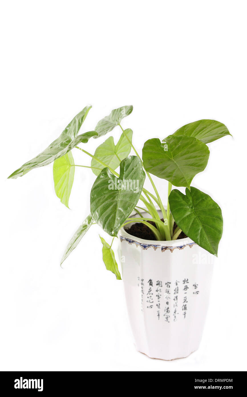 plante en pot Banque D'Images