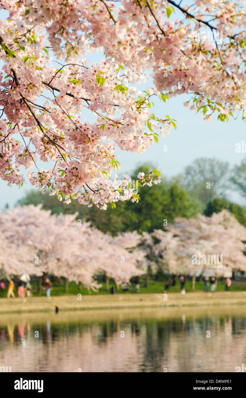WASHINGTON DC — les cerisiers fleurissent le long des rives du Tidal Basin tôt le matin du printemps. Les arbres, un cadeau du Japon en 1912, sont au centre du festival annuel national des cerisiers en fleurs et leurs reflets sont visibles dans l'eau. Banque D'Images