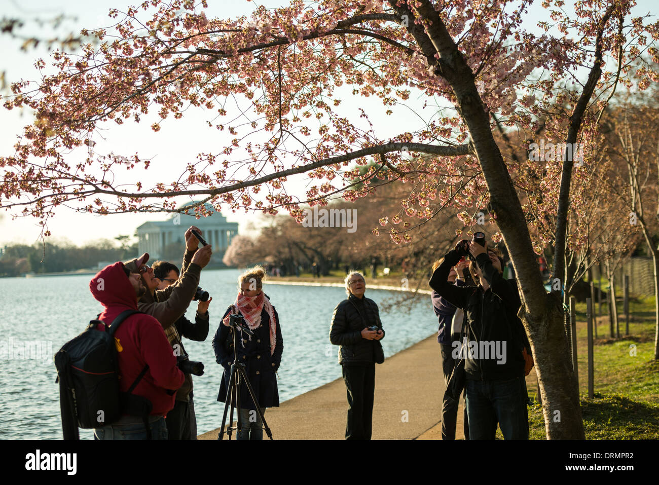 WASHINGTON DC, USA - La floraison de près de 1 700 cerisiers en fleurs autour du bassin, dont certains sont vieux de plus d'un siècle, est un événement annuel à Washington's spring et réunit des centaines de milliers de touristes à la ville. Banque D'Images