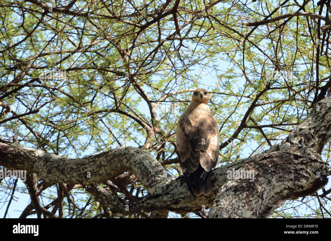 Aigle assis dans un arbre Banque D'Images