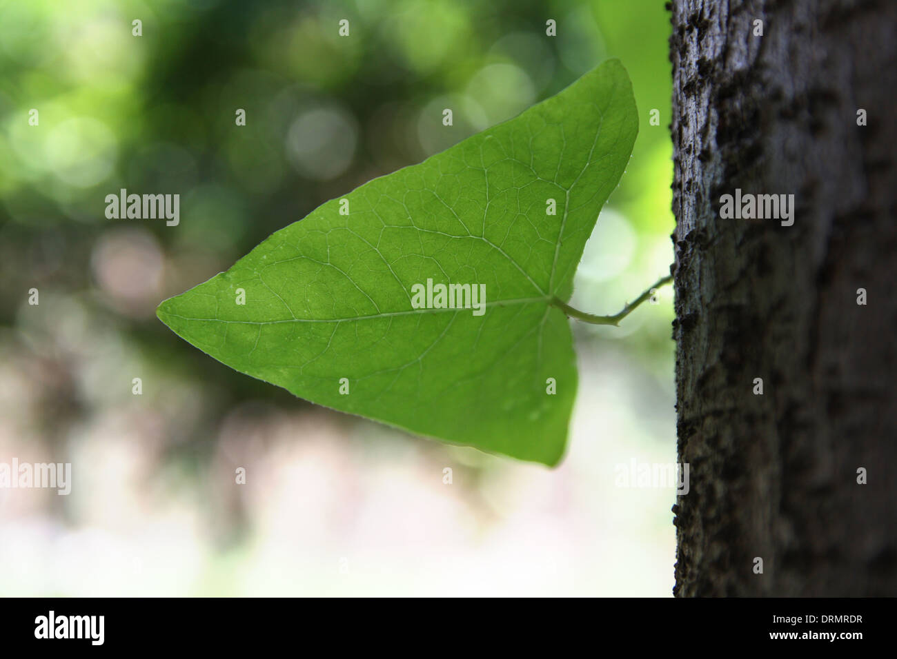 feuilles triangulaires Banque D'Images