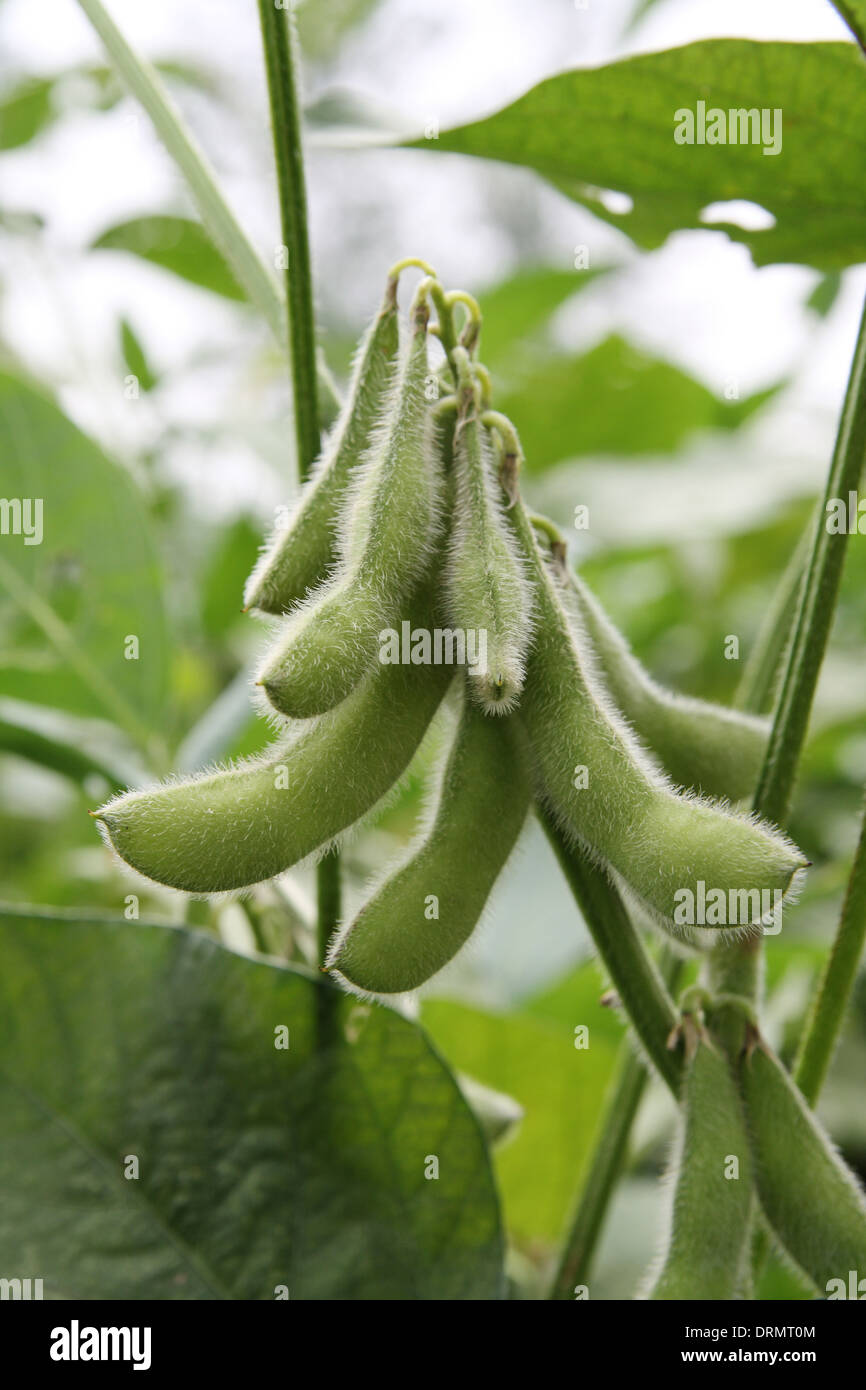 récolte de soja Banque D'Images