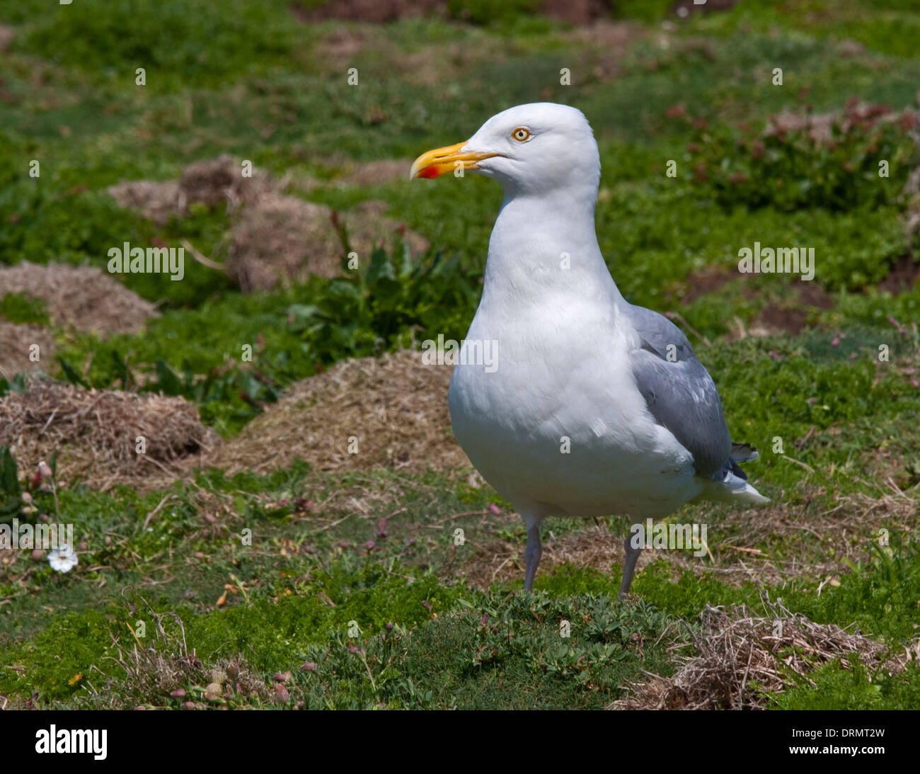 Goéland argenté (Larus argentatus), l'île de Skomer, Pembrokeshire, Pays de Galles Banque D'Images
