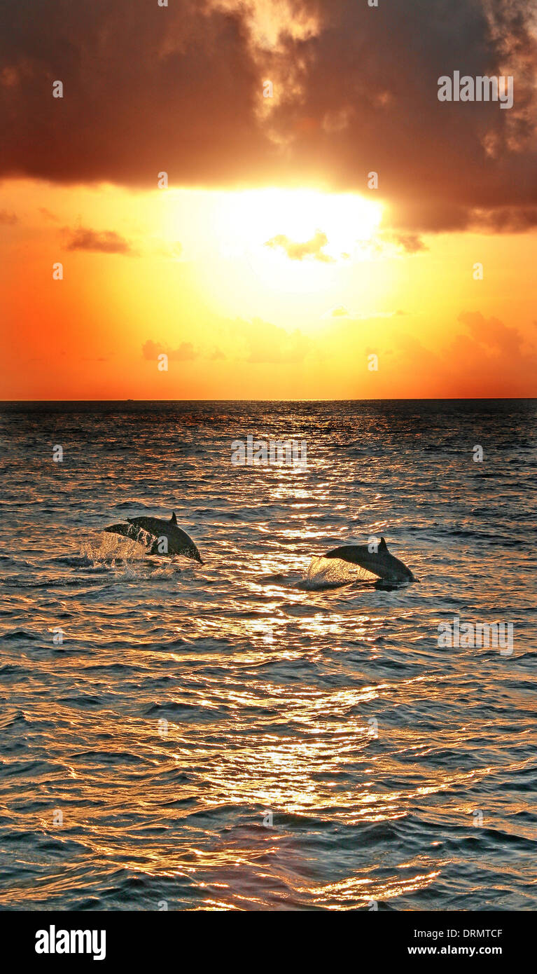 Dauphins Dans Le Coucher Du Soleil Banque Dimages Photo