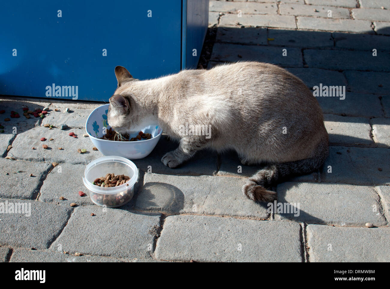 Stray Cat manger des aliments mis hors, Caleta de Fuste, Fuerteventura, Îles Canaries, Espagne. Banque D'Images