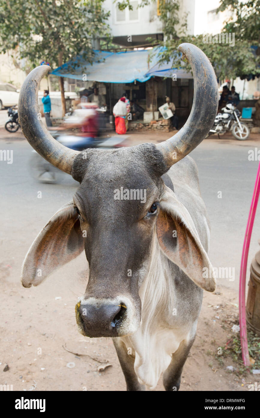 Vache de Brahman à Ahmedabad, Inde. Banque D'Images